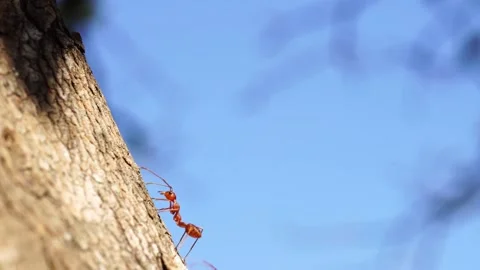 Close-up red ant walking on trees, sky background. Stock Footage 176246814