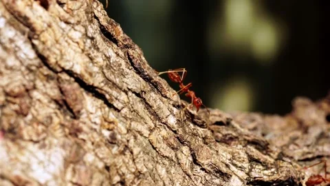 Close-up red ant walking on trees. Stock Footage 176248151