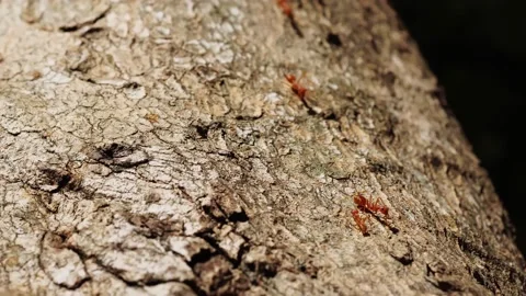 Close-up red ant walking on trees. Video stock 176248877