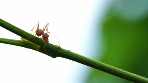 Close up of a red ant walks on a tree branch on natural blur background. Stock Footage 232291770