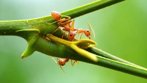 Close up of a red ant walks on a tree branch on natural blur background. Stock Footage 232291771