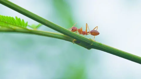 Close up of a red ant walks on a tree branch on natural blur background. Stock Footage 232291773