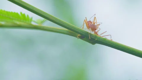 Close up of a red ant walks on a tree branch on natural blur background. Stock Footage 232291781