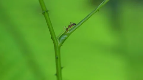Close up of a red ant walks on a tree branch on natural blur background. Stock Footage 250932207
