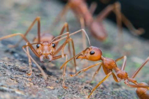 Close up of red ant with wide open mandibles Stock Photos