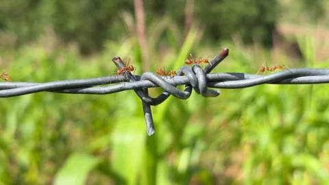 Close up of red ants actively moving along barbed wire fencing, showing insect Stock Footage 327725480