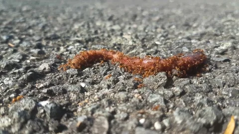 Close up of red ants attacking and eating a dead earthworm Stock Footage 161649333