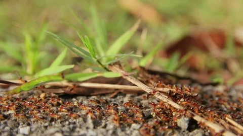 Close-Up Red Ants Colony moving aside the Road in Asia Stock Footage