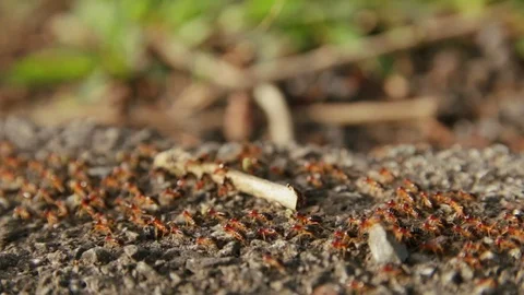 Close-Up Red Ants Colony moving aside the Road in Asia Stock Footage 105259595