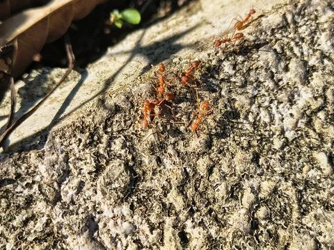 Close up of red ants crawling on a rough stone surface in sunlight. Stock Photos