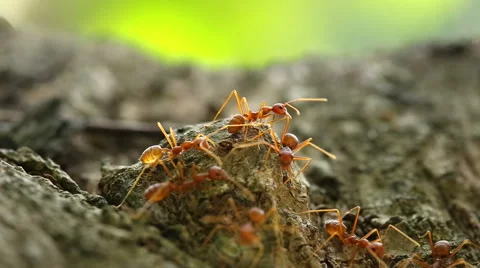 Close up of red ants Stock Footage 44921581
