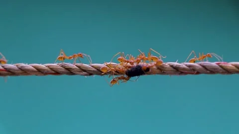 Close-up red ants Stock Footage 250280343