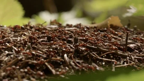 Close-up of red ants on forest ground Stock-Footage 345814224