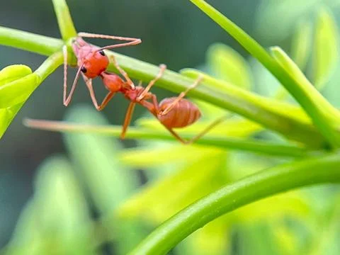 Close-up of red ants on a leaf (3) Stock Photos
