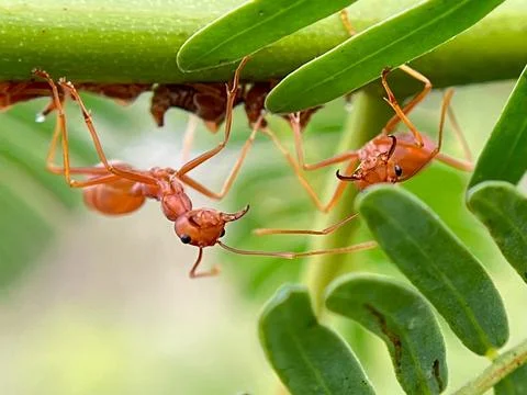 Close-up of red ants on a leaf (5) Stock Photos