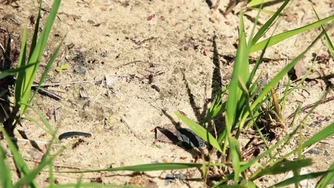 Close up Of Red Ants Running Around Stock Footage 77315765