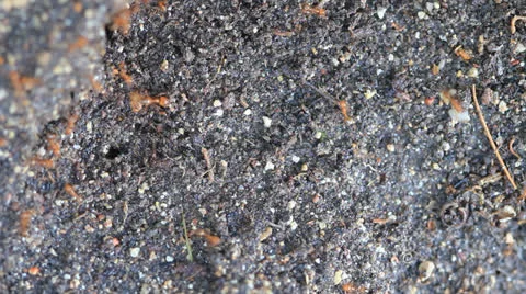 Close up of red ants running on ground. Stock Footage 22606749