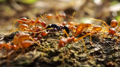 Close-Up Red ants team work for food Stock Footage 39143867