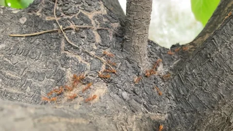 Close up red ants teamwork rescue of larvae in nest Stock Footage 170324740