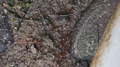 Close up red ants walking in line on ground Stock Footage 316581002