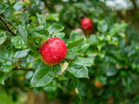 Close-up of a red apple hanging from a tree branch 库存照片