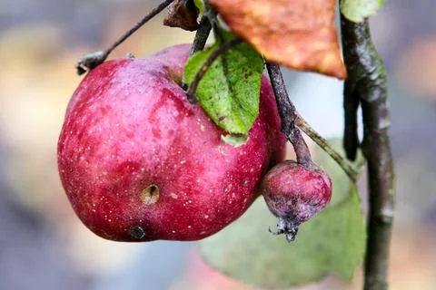 Close-up: Red apple still on the tree branch, with blurred background. Stock Photos
