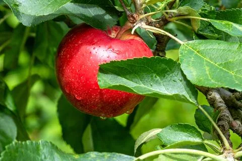 Close-up of a red apple surrounded by dense green apple tree foliage Stock Photos
