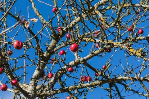 Close up of red apple tree, blue sky in background Stock Photos