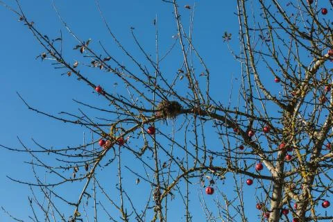 Close up of red apple tree, blue sky in background Stock Photos