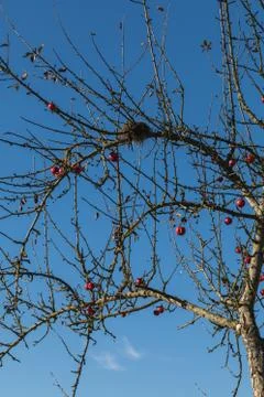 Close up of red apple tree, blue sky in background Stock Photos