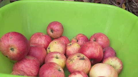Close-up of red apples in green plastic bowl. Autumn harvest on a farm Stock Footage 238698891