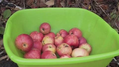 Close-up of red apples in green plastic bowl. Autumn harvest on a small farm Stock Footage 238698898