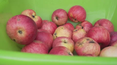 Close-up of red apples in green plastic bowl. Autumn harvest in house garden Stock Footage 238698909