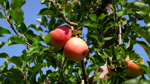 Close up of red apples growing on green branch of apple tree on sustainable Stock Footage 283770284