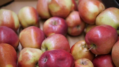 Close-up of red apples. Many ripe red apples. Video stock 311475632