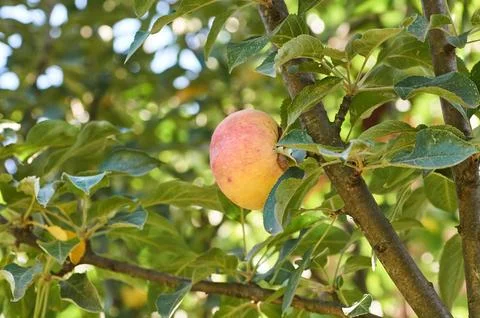 Close up of red apples on tree Concept of vegetable garden, gardening.. Stock Photos