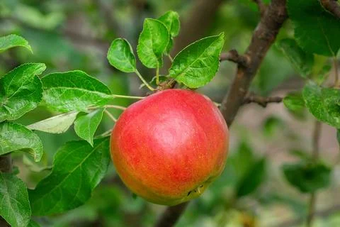 Close up of red apples on tree Stock Photos