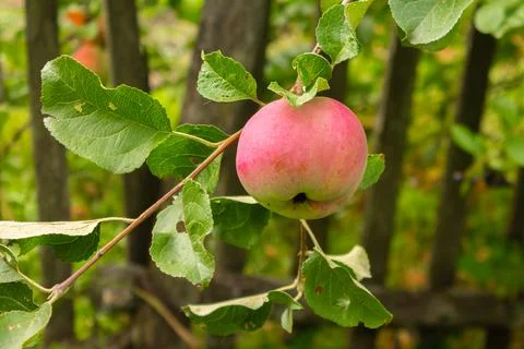 Close-up of red apples on trees in a vegetable orchard. Vegetarian eco food Stock Photos