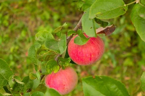 Close-up of red apples on trees in a vegetable orchard. Vegetarian eco food Stock Photos
