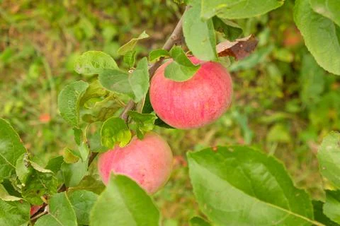 Close-up of red apples on trees in a vegetable orchard. Vegetarian eco food Stock Photos