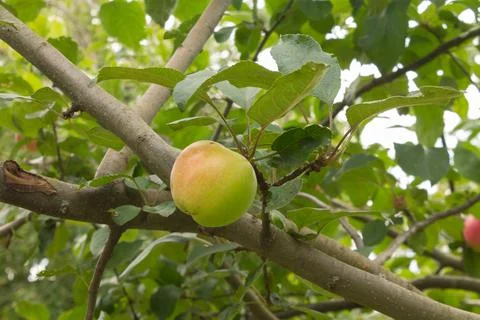 Close-up of red apples on trees in a vegetable orchard. Vegetarian eco food Stock Photos