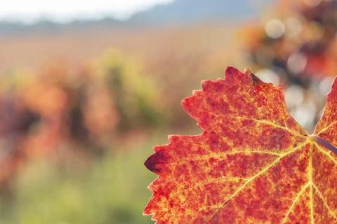 Close Up of Red Autumn Grapevine Leaf on Blurred Vineyard Bokeh Background. Stock Photos