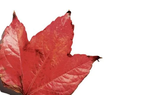 Close-up of red autumn leaf over white background Stock Photos