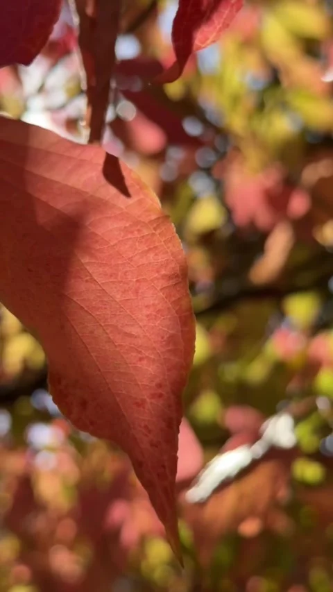 Close up of a red autumn leaf on a tree swaying in gentle wind. Warm sunlight Stock Footage 327719981