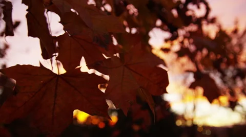 Close up of red autumn leafs with sunset in the background 動画素材 52499860