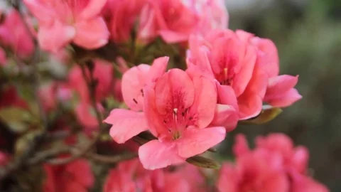 Close up of Red azalea flowers  Stock Footage 75042755