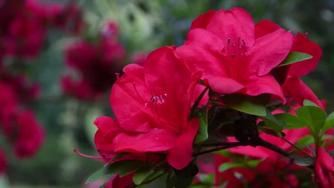Close-up of red azalea flowers in spring in a garden. Vidéo 333035406