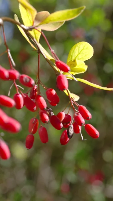 Close-up of red barberry berries on thin stems with gentle sway in warm sunlight Stock Footage 345678068