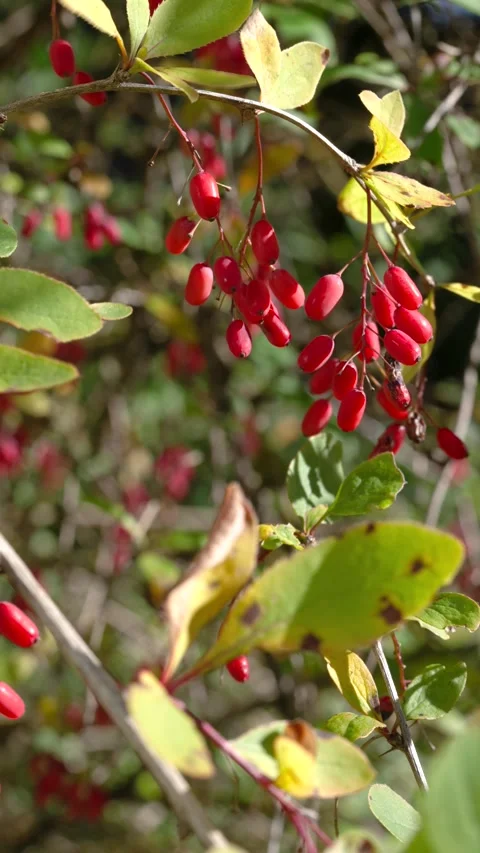 Close-up of red barberry clusters swaying on arching branches with autumn leaves Stock Footage 345678144