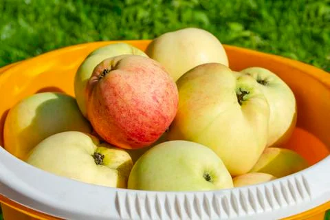 Close up of a red barrel of apples Stock Photos